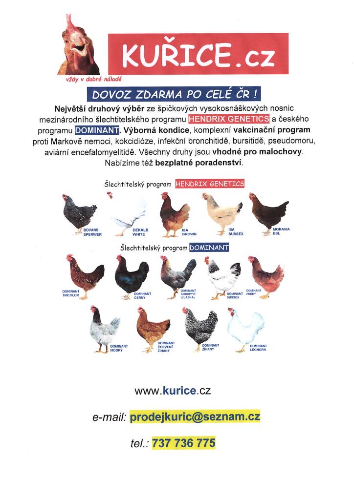 Nabídka kuřic