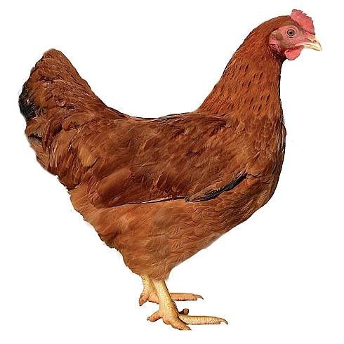 Prodej drůbeže